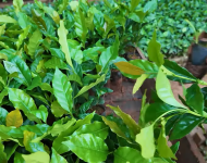 Cùng góp mầm xanh cho tương lai